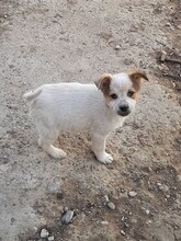 SIMI, Hund, Mischlingshund in Rumänien - Bild 15
