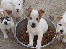 SIMI, Hund, Mischlingshund in Rumänien - Bild 16