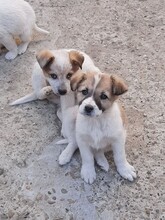 SIMI, Hund, Mischlingshund in Rumänien - Bild 17
