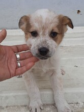 SIMI, Hund, Mischlingshund in Rumänien - Bild 18