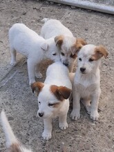 SIMI, Hund, Mischlingshund in Rumänien - Bild 19