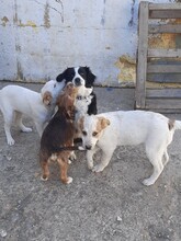 SIMI, Hund, Mischlingshund in Rumänien - Bild 2