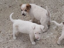 SIMI, Hund, Mischlingshund in Rumänien - Bild 21