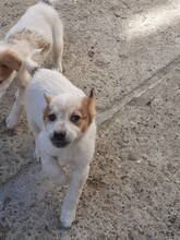 SIMI, Hund, Mischlingshund in Rumänien - Bild 22