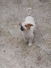 SIMI, Hund, Mischlingshund in Rumänien - Bild 23