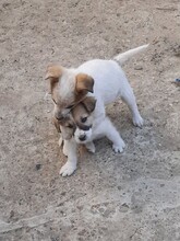 SIMI, Hund, Mischlingshund in Rumänien - Bild 24