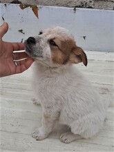 SIMI, Hund, Mischlingshund in Rumänien - Bild 26