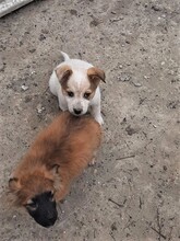 SIMI, Hund, Mischlingshund in Rumänien - Bild 27