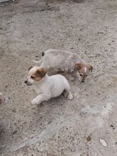 SIMI, Hund, Mischlingshund in Rumänien - Bild 29