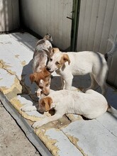 SIMI, Hund, Mischlingshund in Rumänien - Bild 3