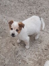 SIMI, Hund, Mischlingshund in Rumänien - Bild 30