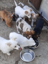 SIMI, Hund, Mischlingshund in Rumänien - Bild 33