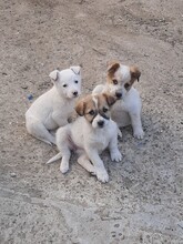SIMI, Hund, Mischlingshund in Rumänien - Bild 34