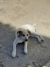 SIMI, Hund, Mischlingshund in Rumänien - Bild 4