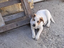 SIMI, Hund, Mischlingshund in Rumänien - Bild 7