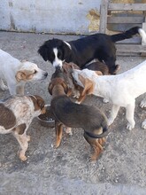 SIMI, Hund, Mischlingshund in Rumänien - Bild 8