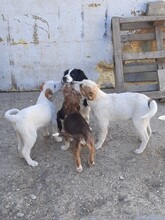SIMI, Hund, Mischlingshund in Rumänien - Bild 9