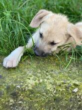 EMILIO, Hund, Mischlingshund in Rumänien - Bild 10