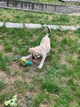 EMILIO, Hund, Mischlingshund in Rumänien - Bild 12