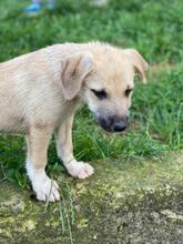 EMILIO, Hund, Mischlingshund in Rumänien - Bild 13