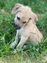 EMILIO, Hund, Mischlingshund in Rumänien - Bild 19
