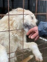 EMILIO, Hund, Mischlingshund in Rumänien - Bild 4