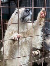 EMILIO, Hund, Mischlingshund in Rumänien - Bild 5
