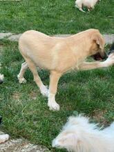 EMILIO, Hund, Mischlingshund in Rumänien - Bild 7