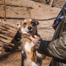 KENNY, Hund, Mischlingshund in Bulgarien - Bild 1