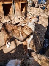 KENNY, Hund, Mischlingshund in Bulgarien - Bild 10