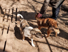 KENNY, Hund, Mischlingshund in Bulgarien - Bild 11