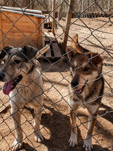 KENNY, Hund, Mischlingshund in Bulgarien - Bild 13