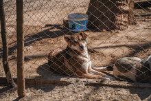 KENNY, Hund, Mischlingshund in Bulgarien - Bild 14