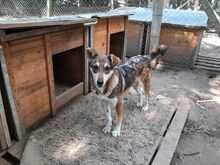 KENNY, Hund, Mischlingshund in Bulgarien - Bild 15