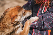 KENNY, Hund, Mischlingshund in Bulgarien - Bild 2