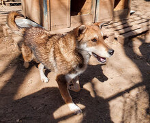 KENNY, Hund, Mischlingshund in Bulgarien - Bild 4