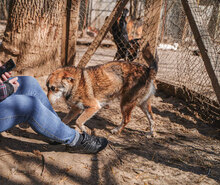 KENNY, Hund, Mischlingshund in Bulgarien - Bild 5
