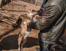 KENNY, Hund, Mischlingshund in Bulgarien - Bild 8