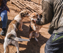 KENNY, Hund, Mischlingshund in Bulgarien - Bild 9