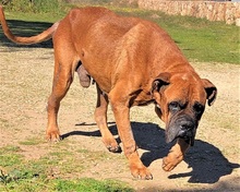 AMOR, Hund, Boxer in Vettweiß - Bild 13