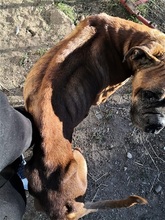 AMOR, Hund, Boxer in Vettweiß - Bild 23
