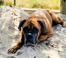 AMOR, Hund, Boxer in Vettweiß - Bild 4