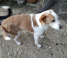 TOMMY, Hund, Mischlingshund in Hoogstede - Bild 5