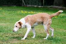 TOMMY, Hund, Mischlingshund in Hoogstede - Bild 6