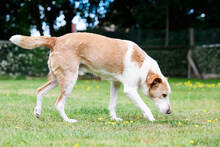 TOMMY, Hund, Mischlingshund in Hoogstede - Bild 7