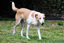 TOMMY, Hund, Mischlingshund in Hoogstede - Bild 8