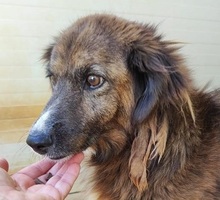 CLAUDIO, Hund, Mischlingshund in Italien - Bild 1