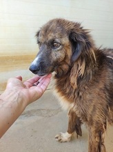CLAUDIO, Hund, Mischlingshund in Italien - Bild 4