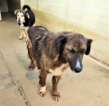 CLAUDIO, Hund, Mischlingshund in Italien - Bild 8
