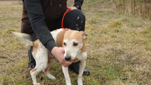 CSUMA, Hund, Mischlingshund in Ungarn - Bild 7